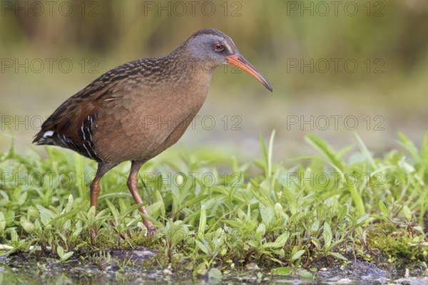 Virginia Rail (Rallus limicola), Ontario, Canada