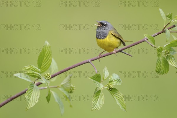 MacGillivray's Warbler (Geothlypis tolmiei) male singing, British Columbia, Canada