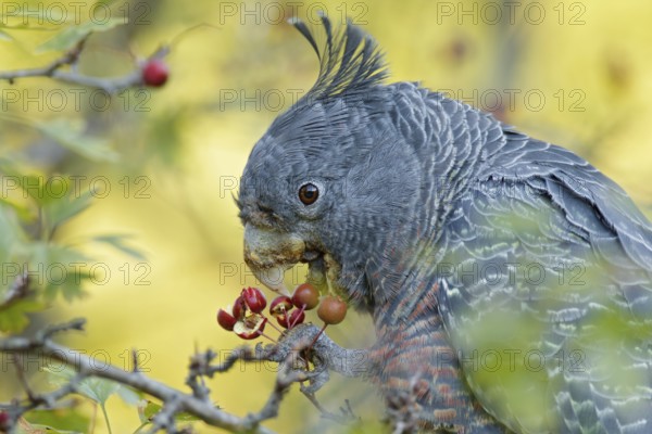 Gang-gang Cockatoo (Callocephalon fimbriatum) female feeding on berries of hawthorn, Victoria, Australia