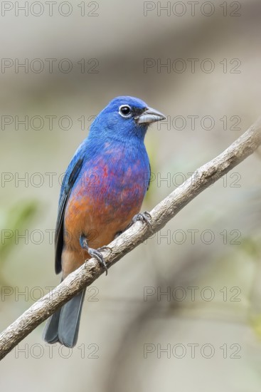 Rose-bellied Bunting (Passerina rositae) perched on a branch in Oaxaca, Mexico