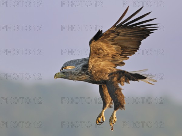 White-tailed Eagle (Haliaeetus albicilla), Mecklenburg-Western Pomerania, Germany