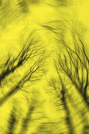 Blurred silhouettes of tree branches create an abstract, distorted effect against a bright yellow background, offering a surreal and dynamic visual experience