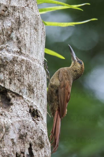 Northern Barred Woodcreeper (Dendrocolaptes sanctithomae) perched on a branch in Costa Rica