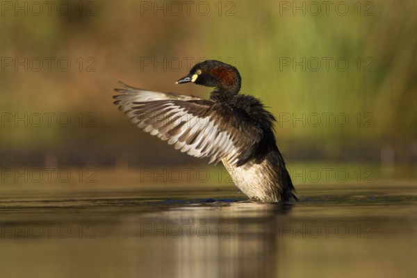 Australasian Grebe (Tachybaptus novaehollandiae), Victoria, Australia