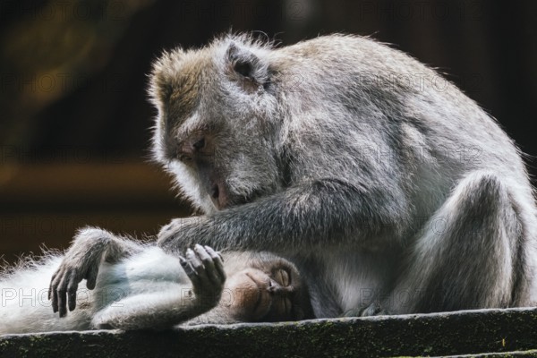 A peaceful scene of two monkeys displaying tenderness in Bali. One gently grooms the other, showcasing natural behavior, connection, and tranquility in their habitat