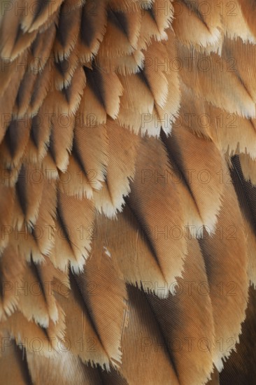 Red kite (Milvus milvus) adult raptor bird of prey close up of its wing feathers England, United Kingdom