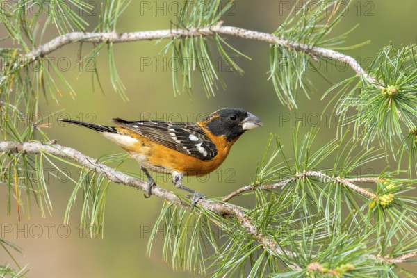 Black-headed Grosbeak Pheucticus melanocephalus Santa Rita Mountains, Santa Cruz County, ARIZONA, United States 18 May Adult Male Cardinalidae