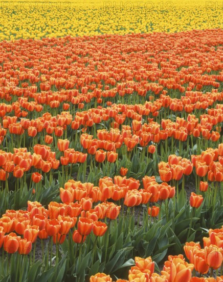 A breathtaking field of vibrant orange and yellow tulips stretches across the landscape, creating a stunning display of color and natural beauty, perfect for springtime imagery