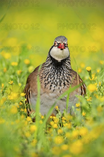 A red-legged partridge stands amidst a lush meadow dotted with vibrant yellow wildflowers The bird's striking plumage and vivid surroundings evoke a sense of natural beauty