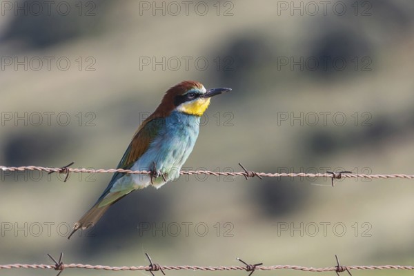 A vivid European bee-eater perches gracefully on rusty barbed wire, set against a softly blurred natural backdrop, highlighting its vibrant plumage
