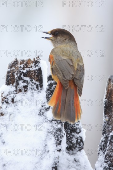 Siberian Jay (Perisoreus infaustus) singing, Finland