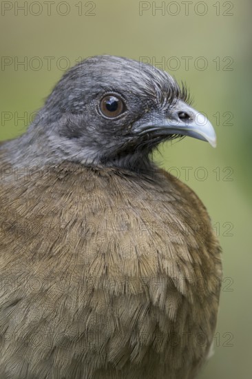 Grey-headed Chachalaca (Ortalis cinereiceps) perched on a branch in Panama