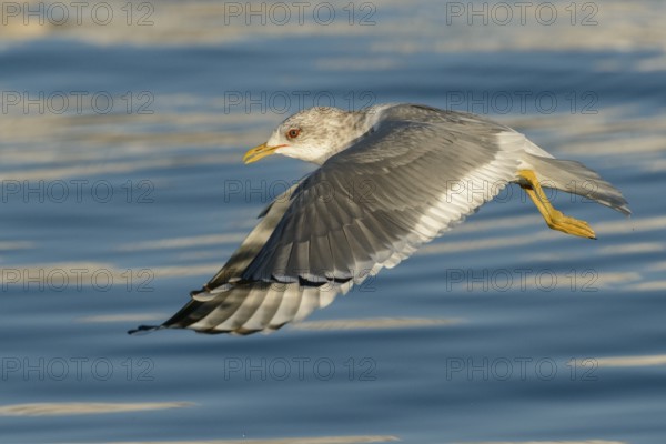 Mew Gull (Larus canus brachyrhynchus) flying, Alaska, USA