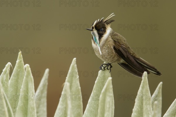 Green-bearded Helmetcrest (Oxypogon guerinii) perched on a branch in the Andes mountains in Colombia