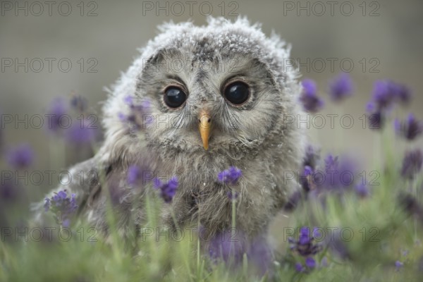 Ural Owl (Strix uralensis) fledgling, captive, Germany