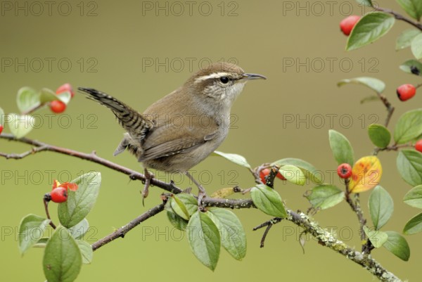 Bewick's Wren (Thryomanes bewickii), Canada
