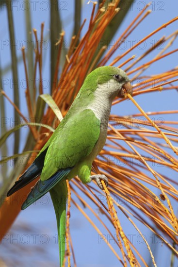 Monk parakeet (Myiopsitta monachus), Conure veuve, Cotorra argentina, Fuerteventura, Canary Islands, Spain