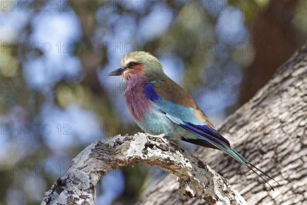 Fork crock (Coracias caudatus), Africa, Zambia, Zambia