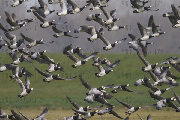 Barnacle Goose (Branta leucopsis), Netherlands