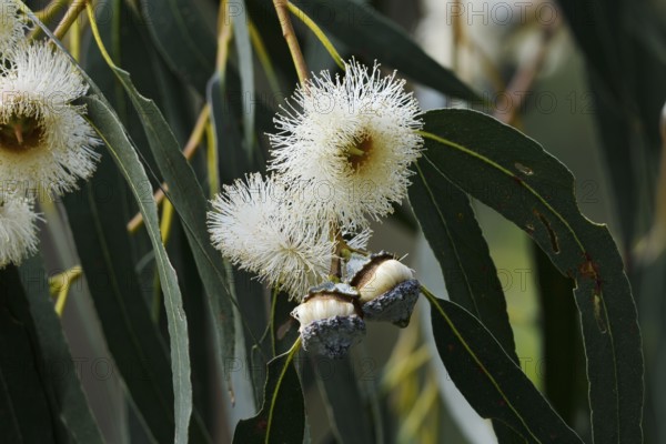 Tasmanian blue gum or common fever tree (Eucalyptus globulus), flowers and leaves, Algarve, Portugal, native to Australia