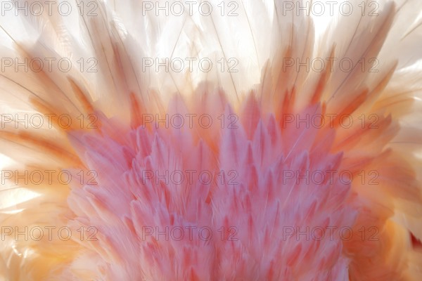 An intricate close-up of the vibrant nuptial plumage of a pink flamingo captured in the French Camargue, showcasing soft feather details and delicate hues of pink and white