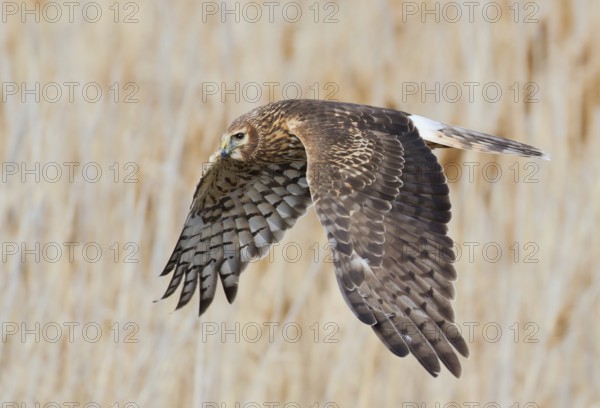 Northern Harrier (Circus hudsonius) female flying, Utah, USA