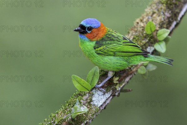 Red-necked Tanager (Tangara cyanocephala) perched on a branch in the Atlantic rainforest of southeast Brazil