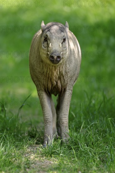 Deer boar (Babyrousa), juvenile, male, Sulawesi