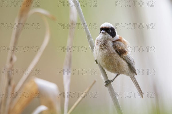 Eurasian Penduline Tit (Remiz pendulinus) male, Saxony-Anhalt, Germany