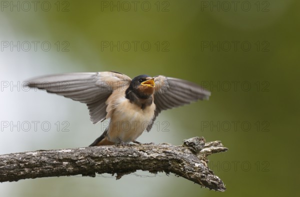 Barn Swallow (Hirundo rustica) juvenile calling, perched on a branch, Mecklenburg-Western Pomerania, Germany