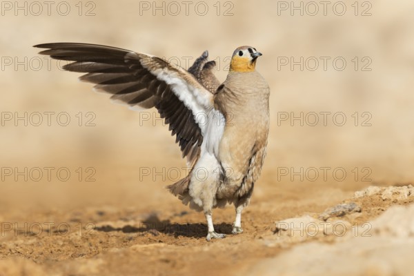Crowned Sandgrouse (Pterocles coronatus) male, Negev, Israel
