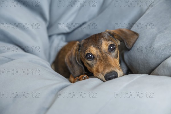 A cute Dachshund puppy with a glossy brown coat lying cozily among soft grey been bag, looking directly at the camera with expressive eyes