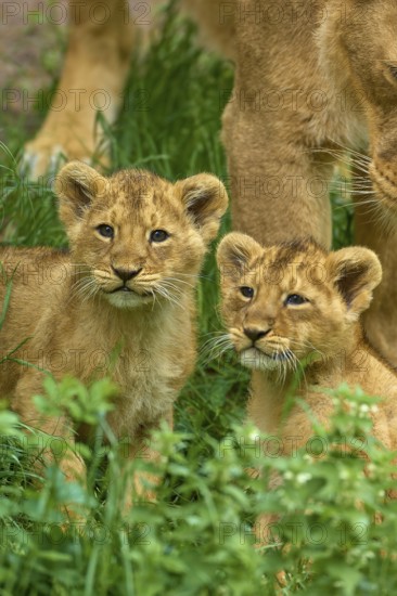 Two lion cubs sit in the tall grass and gaze curiously, captive, Germany