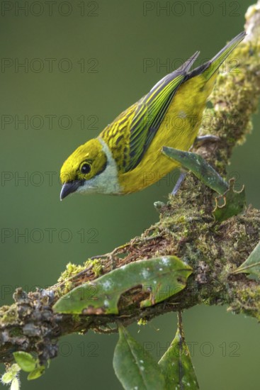 Silver-throated Tanager (Tangara icterocephala) perched on a branch in the mountains of Colombia, South America