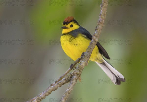 Collared Redstart (Myioborus torquatus) at San Gerrardo de Dota, Costa Rica