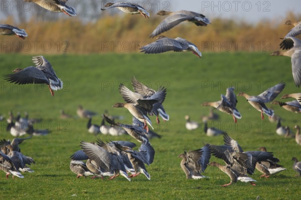 Pink-footed Goose (Anser brachyrhynchus), Friesland, Netherlands