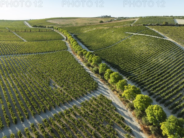 The La Canariera vineyard of the Bodega González Byass near the town of Jerez de la Frontera. Aerial view. Drone shot. Cádiz province, Andalusia, Spain