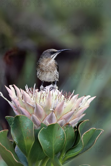 Cape Honeybird (Promerops cafer), adult, male, on flower, Protea, vigilant, Kirstenbosch Botanical Gardens, Cape Town, South Africa