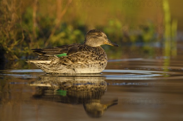 Eurasian Teal (Anas crecca) female, Schleswig-Holstein, Germany