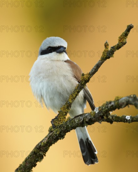 Red-backed Shrike (Lanius collurio) male, Mecklenburg-Western Pomerania, Germany