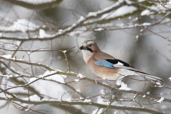 Eurasian jay (garrulus glandarius) in the snow, Neuhaus, Lower Saxony, Germany