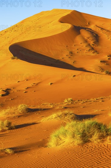 Wind-sculpted curved sand dunes with green vegetation, in the Rub al Khali desert, Dhofar province, Arabian Peninsula, Sultanate of Oman