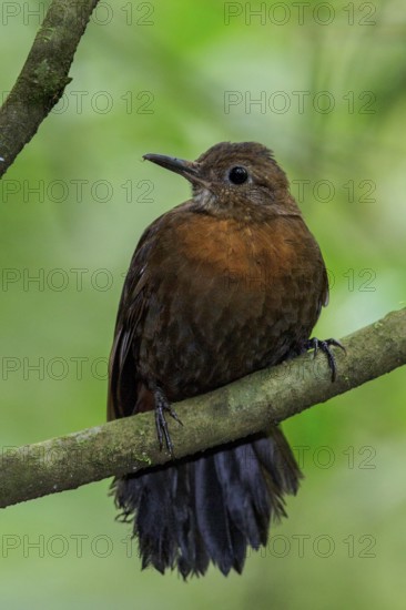 Rufous-breasted Leaftosser (Sclerurus scansor) perched on a branch in the Atlantic rainforest of southeast Brazil