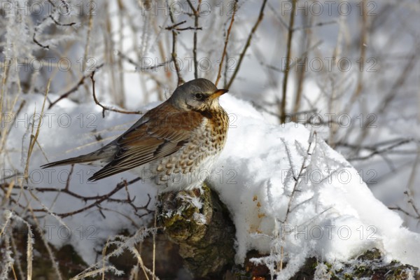 Fieldfare (Turdus pilaris) on snow, Saxony-Anhalt, Germany