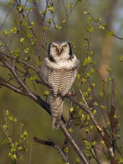 Hawk Owl (Surnia ulula), adult male, perched in a Hairy Birch tree (Betula pubescens), May, Finnish Lapland