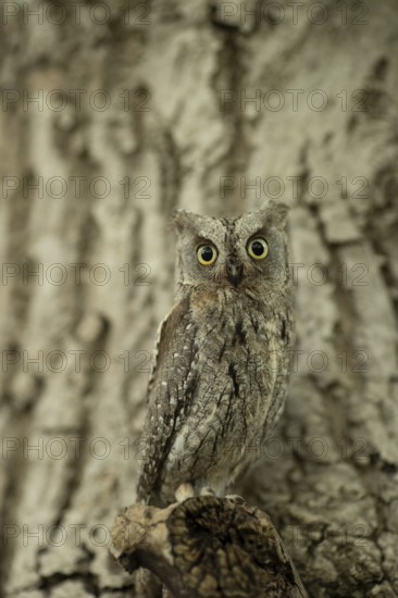 Eurasian Scops Owl (Otus scops) captive, juvenile, Germany