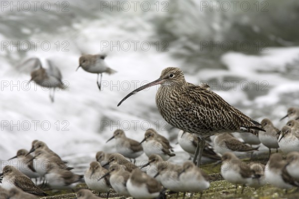 Eurasian Curlew (Numenius arquata), Netherlands