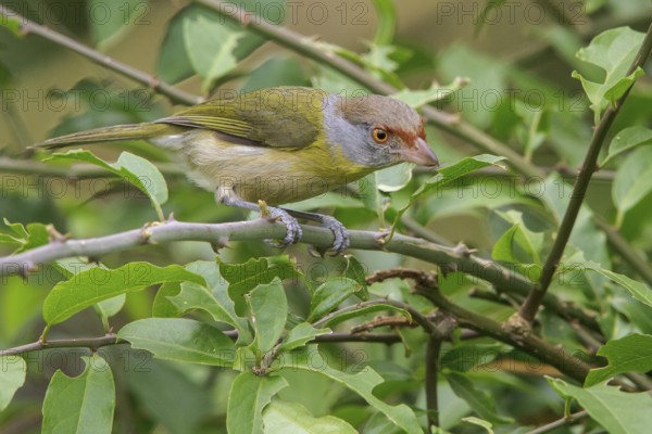 Rufous-browed Peppershrike (Cyclarhis gujanensis) perched on a branch in the Atlantic rainforest of southeast Brazil