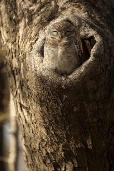 Spotted Owlet (Athene brama) juvenile in breeding cavity, Rajasthan, India