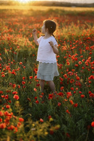 A young girl wanders through a lush field of Papaver rhoeas, commonly known as common poppy or red poppy. The warm sunset illuminates the vivid red flowers and the child's playful exploration